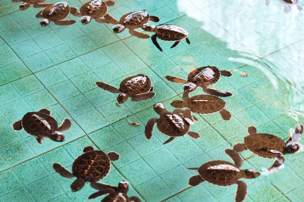 De schildpaddenopvang van Gili Meno