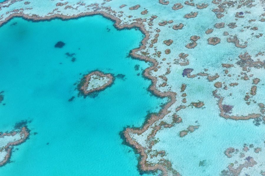 Australie Great Barrier Reef hartvormig koraal
