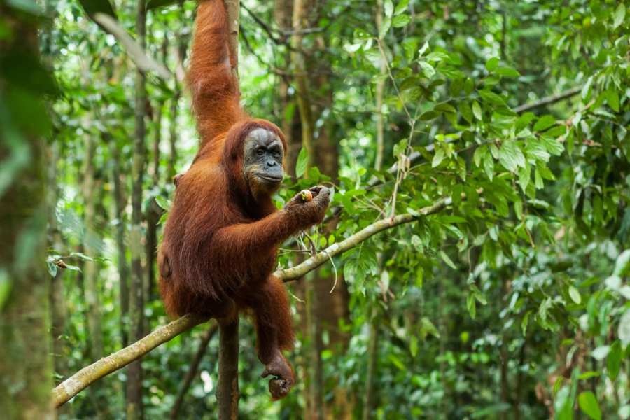 Indonesie Borneo Kalimantan orang oetan aap