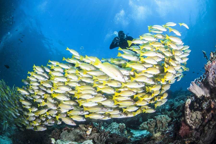 Indonesie Raja Ampat duiken snorkelen onderwaterwereld 2
