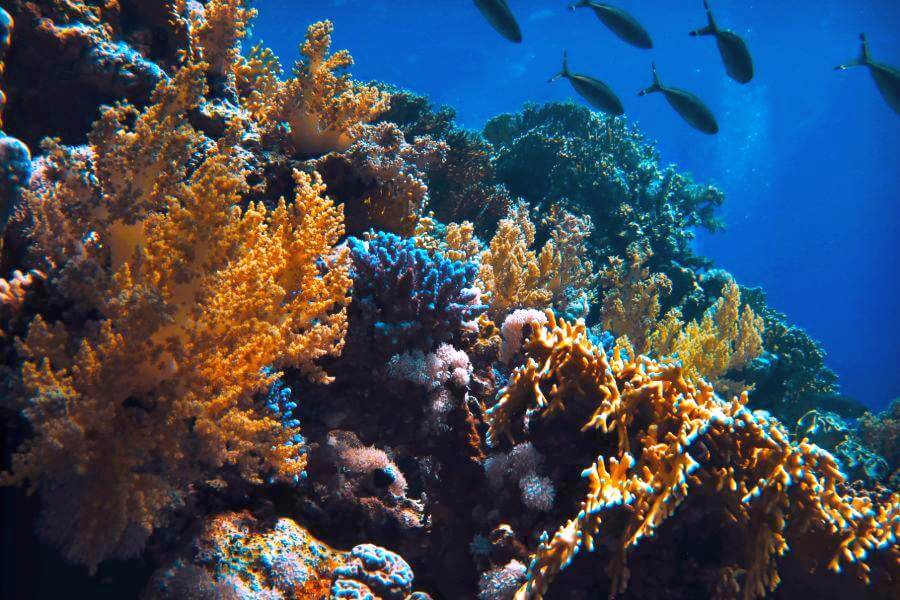 Egypte koraafriffen vissen